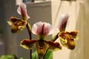 orchidees senat 017 * 4368 x 2912 * (5.21MB)